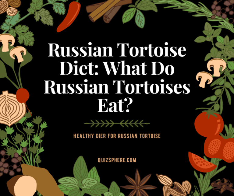 What Do Russian Tortoises Eat? Best Foods & Nutrition Tips