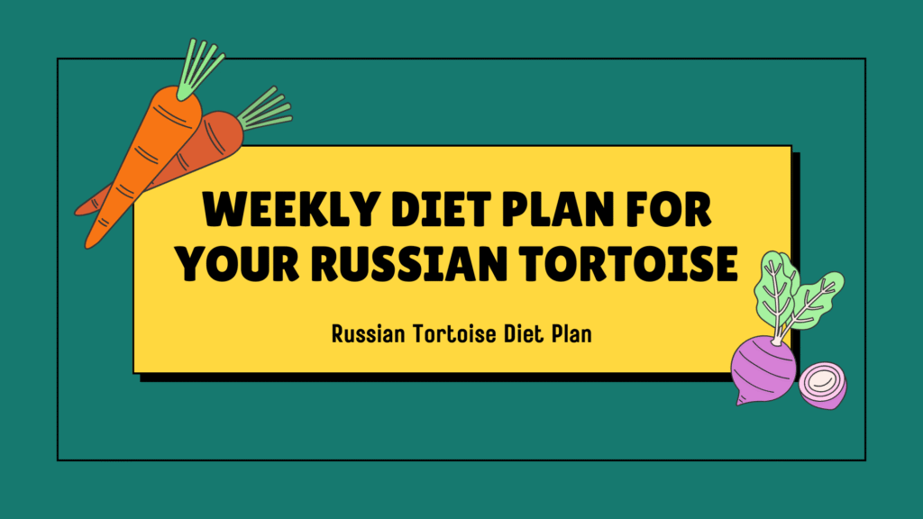 russian tortoise diet plan